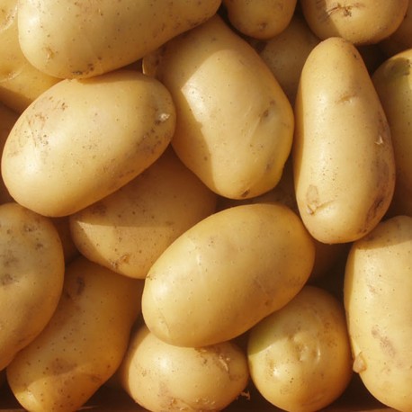 Organic fresh potato, Style : Natural
