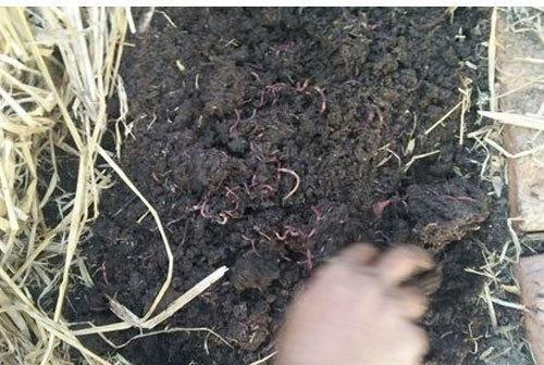 Organic Plant Growth Compost Fertilizer, for Agriculture, Packaging Type : Plastic Bag