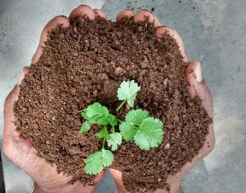 Pure Organic Compost Fertilizer, Purity : 100%