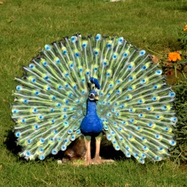 Peacock feather open fan Home