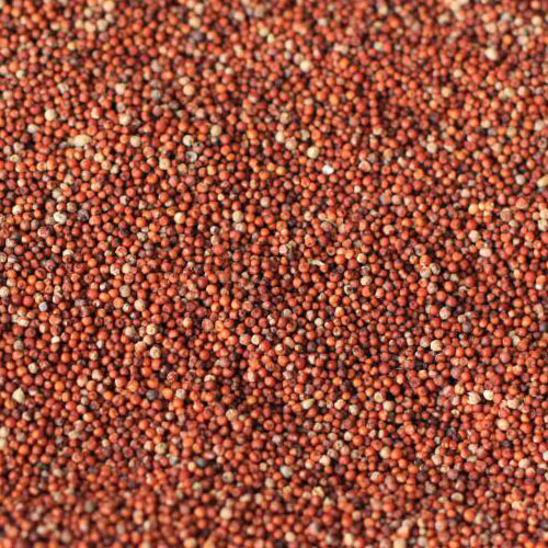 Finger Millet, Color : Red