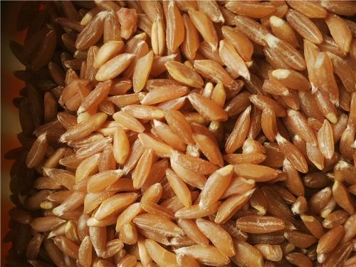 Khapli Wheat Seeds