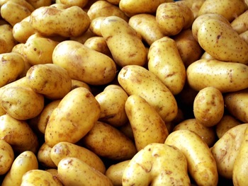 Organic fresh potato, for Cooking, Feature : Healthy