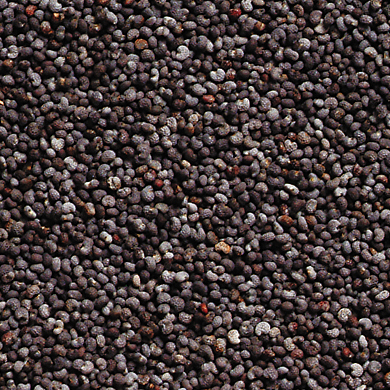 Poppy Seed, Color : Black