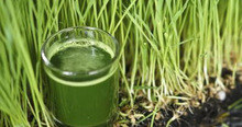 Barley Grass Powder, Color : green