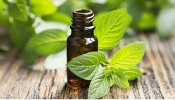 Leaves Peppermint Essential Oil, for Medicine, Form : Liquid