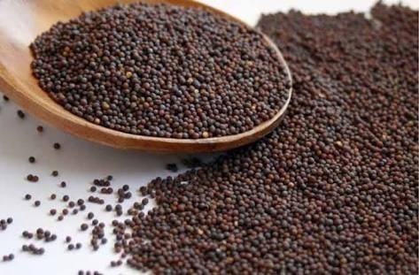 Brown Mustard Seeds, Packaging Type : Pouches