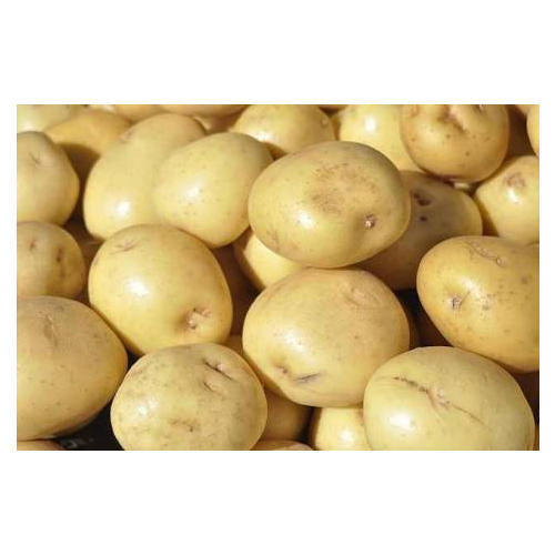 Oval Common Fresh Chipsona Potato, for Cooking, Snacks, Packaging Type : Plastic Bag, Sack Bag