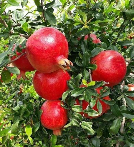 Fresh pomegranate, Shelf Life : 5-7days