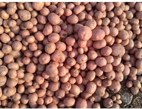 Lady Rossetto Potato, for Pesticide Free ( Raw Products), Packaging Size : 50 kg