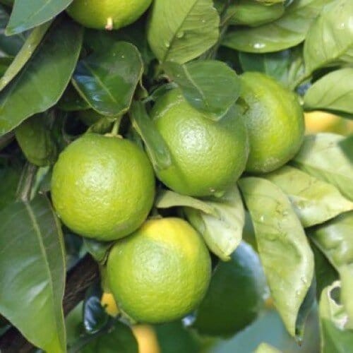 Round Common Sweet Lime Mosambi, for Drinks, Making Lemon Juice, Style : Fresh