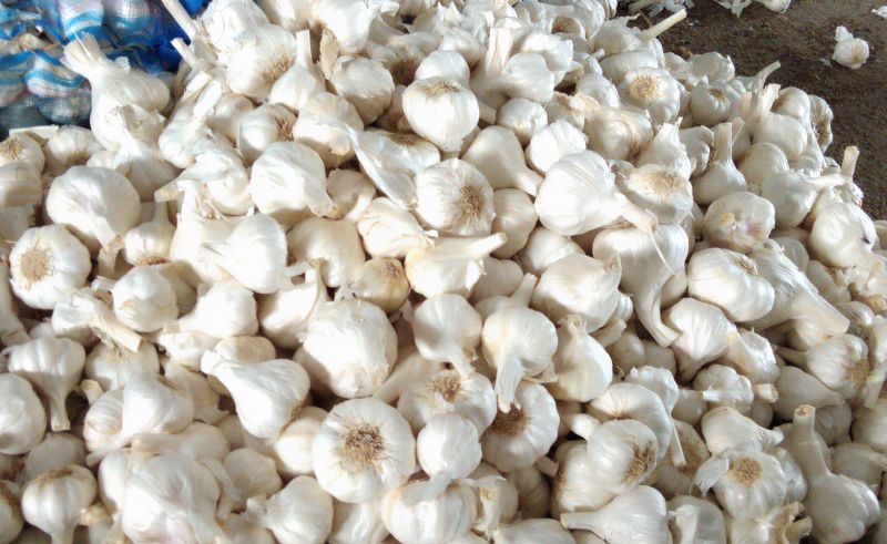 Organic Fresh Natural Garlic, Packaging Size : 5-500 kg