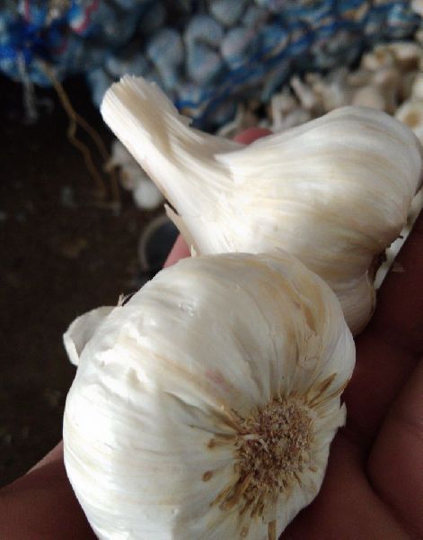 Fresh Organic Garlic, Packaging Size : 5-500 kg