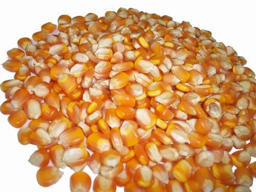 Natural Maize Seeds