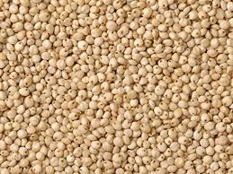 Organic Sorghum Seeds, Packaging Size : 5-500 kg