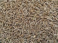 GOEARTH Organic Cumin Seed, Certification : FSSI, APEDA