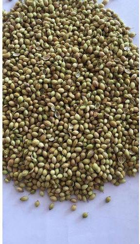 Common 212 Coriander Seeds, for Agriculture, Packaging Type : Jute Bags, Plastic Packets, PP Bags