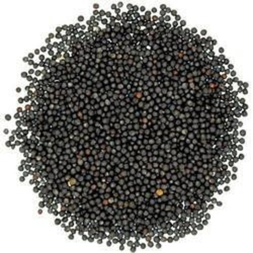 Bold Black Mustard Seeds, Packaging Type : Jute Bag, Plastic Bag, Pouches