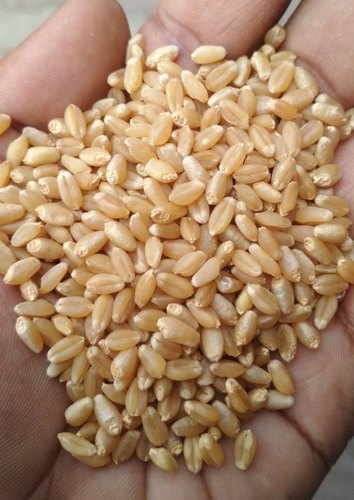 Organic Bold Whole Wheat, for Food