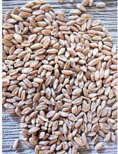 High In Protein Brown Wheat, Packaging Type : Loose Packing, Plastic Pouch