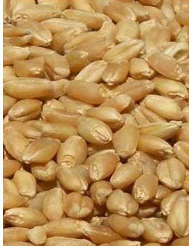 Common High Quality Wheat Grain, for Bakery Products, Cookies, Cooking, Making Bread, Packaging Size : 10-20kg