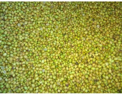 indian coriander seeds