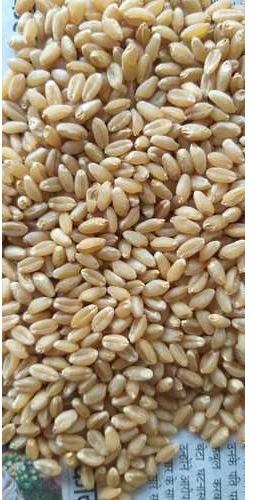 Indian Wheat Grain