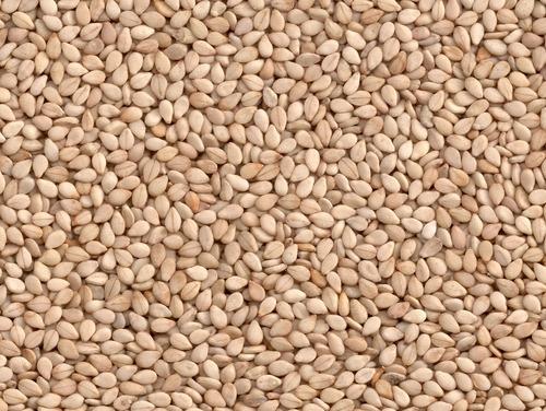 Common Natural Sesame Seeds, Packaging Type : Gunny Bag, Jut Bag
