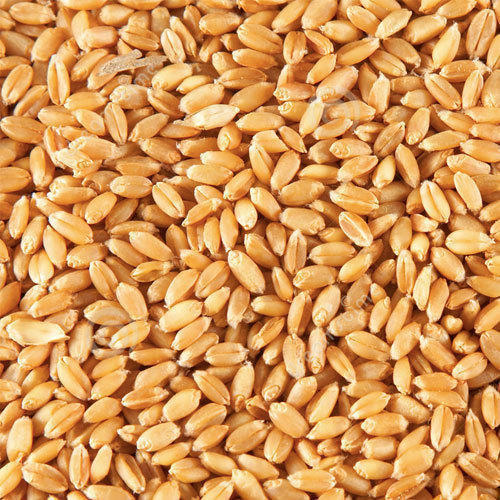 Common Organic Wheat Grain, for Bakery Products, Cookies, Packaging Type : Gunny Bag