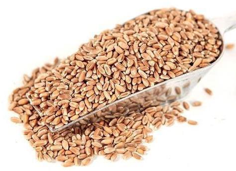 Pure Organic Wheat