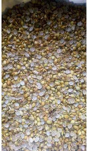 Common Scooter Split Coriander Seeds, for Cooking, Food, Packaging Type : Jute Bags, Plastic Packets