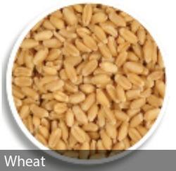 Organic Tukdi Wheat, for Food
