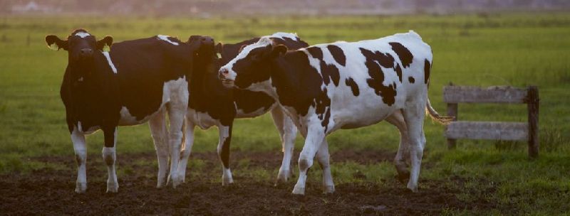 cow dairy farming
