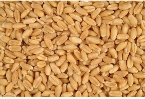 Indian Natural Wheat