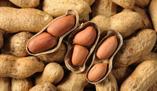 Indian Groundnut, Packaging Size : 50Kg, 25Kg