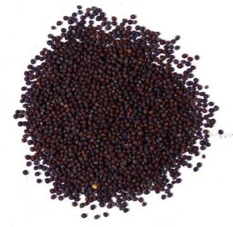 Natural Black Sarso Seeds, Form : Solid