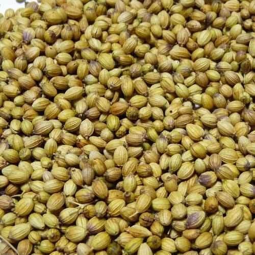 Natural indian coriander seeds, for Agriculture, Cooking, Food