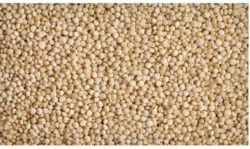Processed Quinoa Seeds