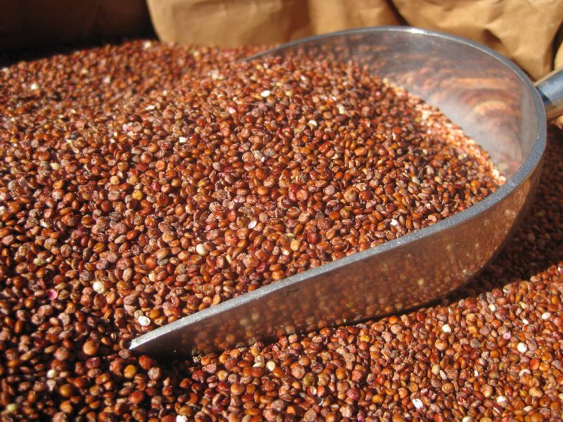 Organic Red Quinoa Seeds, Purity : 100%