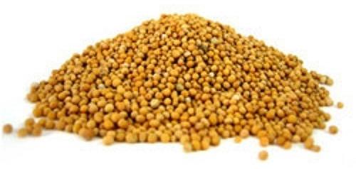 Sortex Natural Whole Yellow Mustard Seeds, for Cooking, Spices, Food Medicine, Form : Solid