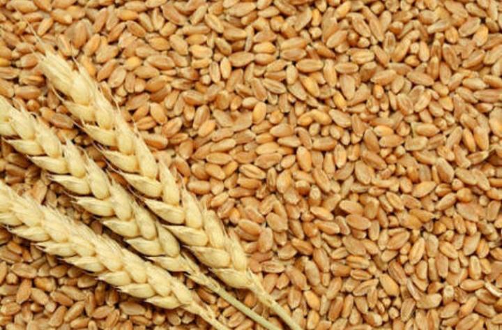Organic wheat atta, for Gluten Free, Variety : Long Grain, Medium Grain