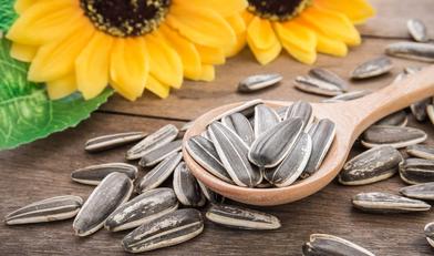 Organic Sunflower Seeds, for Agriculture, Food, Style : Dried