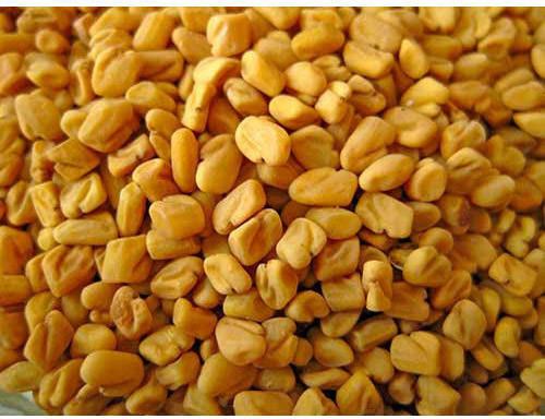 Organic Dried Fenugreek Seeds, Shelf Life : 1year