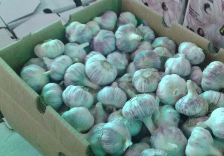 Organic fresh garlic, for Cooking, Fast Food, Snacks, Packaging Type : Gunny Bags, Net Bags