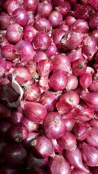 fresh onion