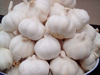 Common fresh garlic, Packaging Type : Plastic Bags