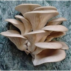 Organic Grey Oyster Mushroom