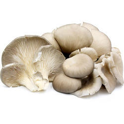 Organic Oyster Mushroom