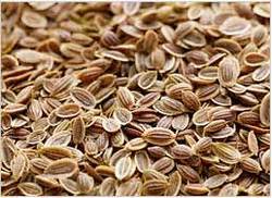 Indian Dill Seeds