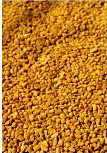 indian fenugreek seeds